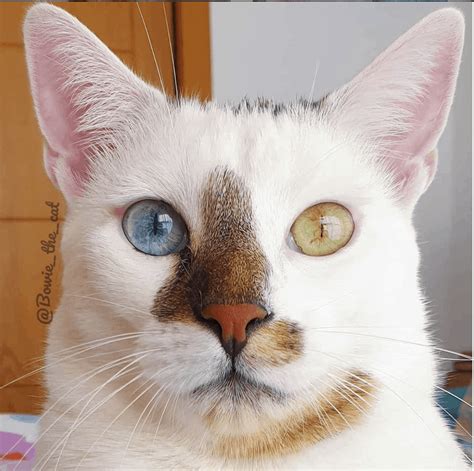 odd-eyed cat